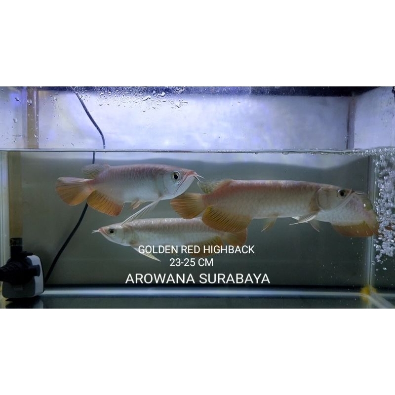 

Free Packing Kardus, Golden Red Highback