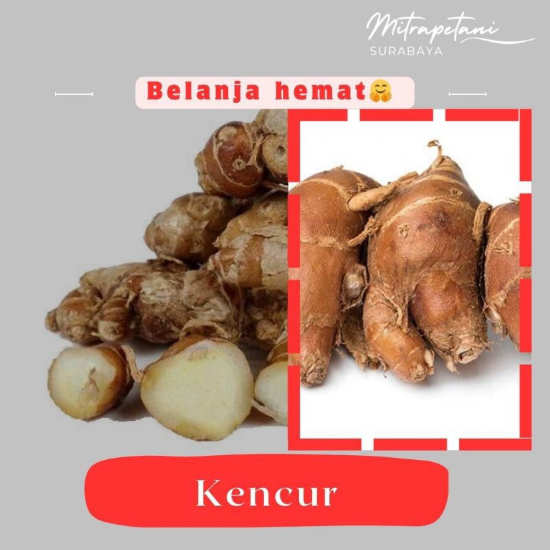 

Kencur segar 500 gram, kencur rempah, kencur