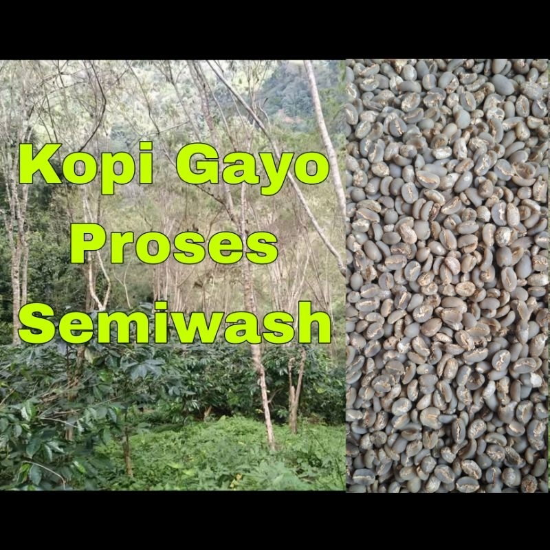 

KOPI GAYO PROSES SEMIWASH