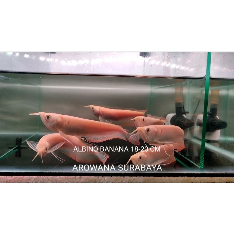 

Free Packing Kardus, Silver Albino Serat Merah ( Banana )