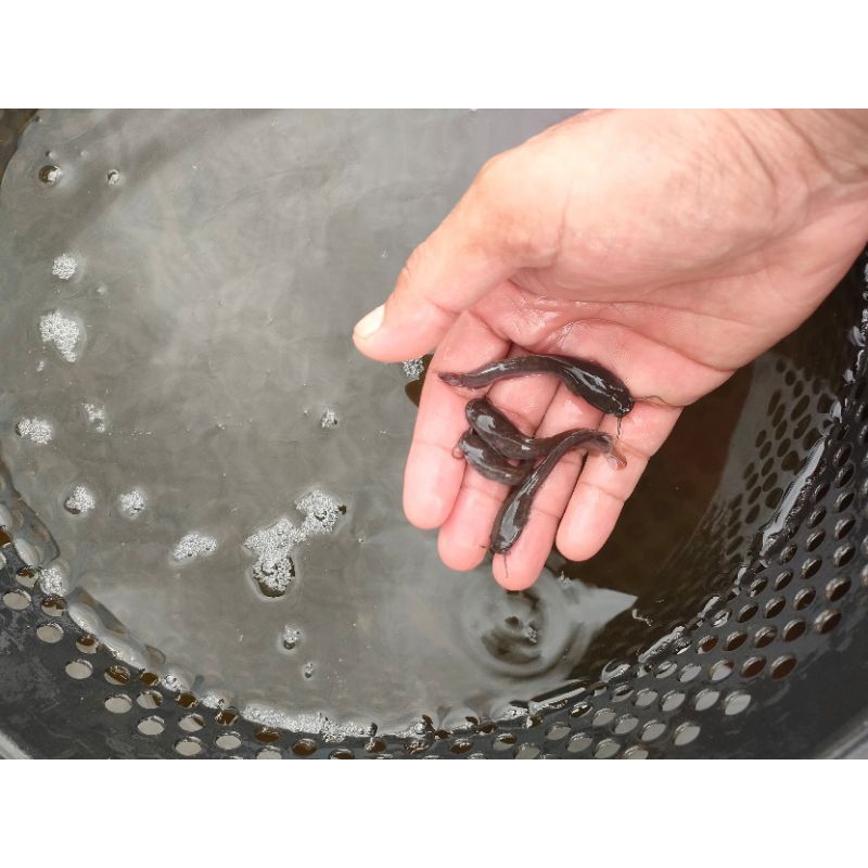 [67] PROMO Bibit ikan lele / lele murah / bibit murah/ lele sehat / bibit ikan lele size 67