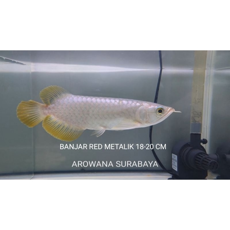 

Free Packing Kardus, Banjar Red Ekor Merah / Banjar Metalik