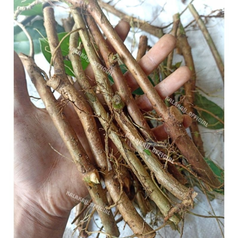 

bibit cincau hijau 12 batang