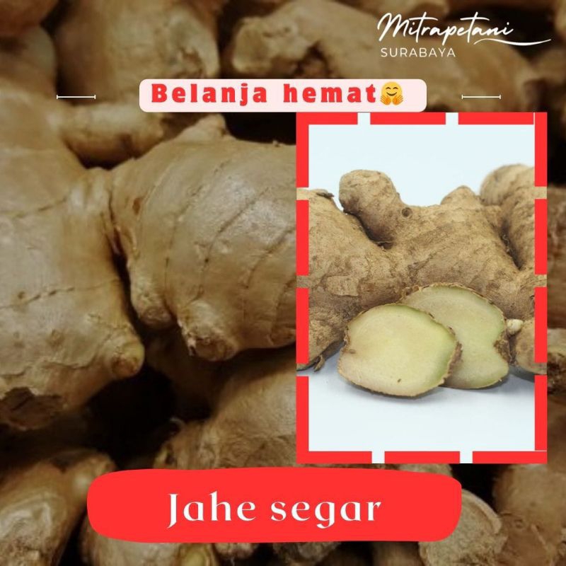 

Jahe 500 gram, jahe segar, jahe rempah