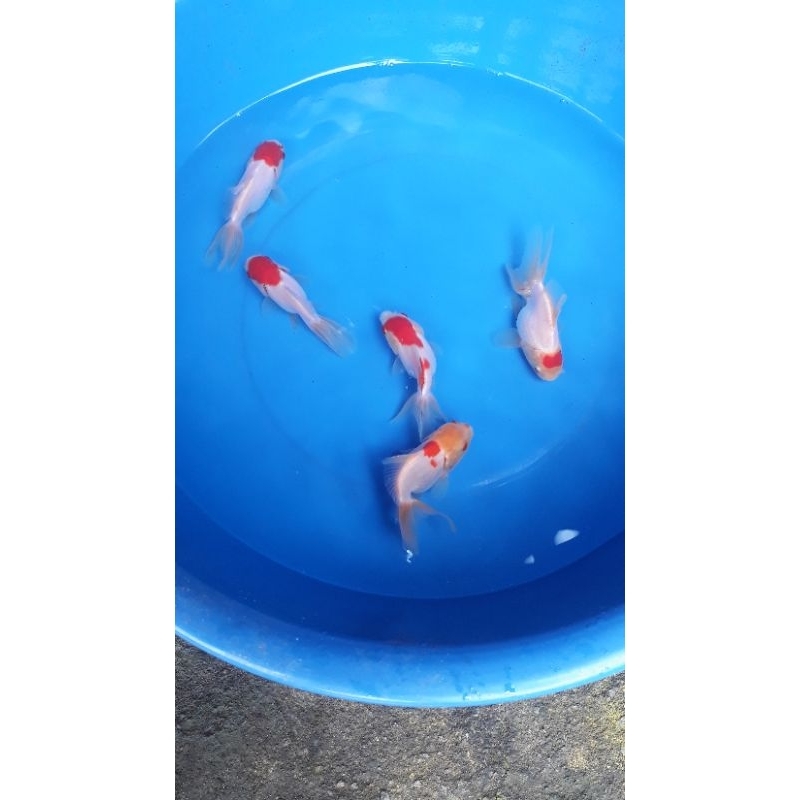 ikan koki oranda jambul tanco ukuran 7-9cm