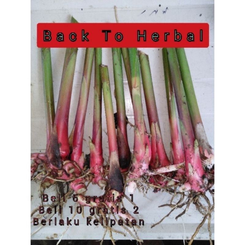 

bibit kapulaga merah hibrida unggul 10 batang