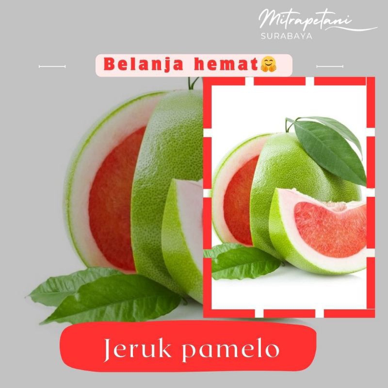 

pamelo, jeruk pamelo, jerum pamelo segar