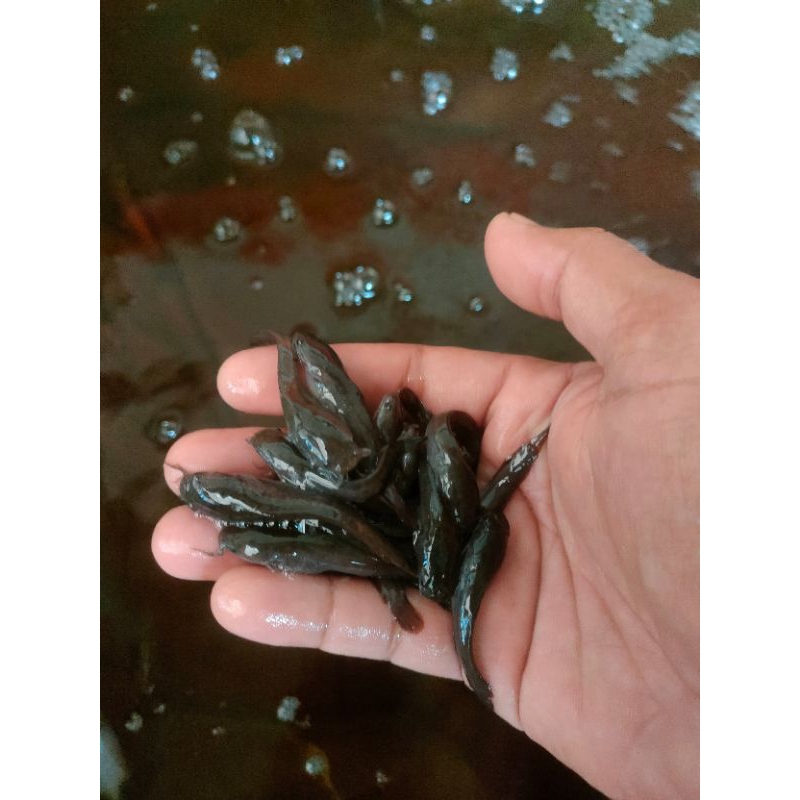 [89] benih ikan lele termurah/ bibit lele sehat / bibit lele Sangkuriang/ bibit lele size 8-9 cm