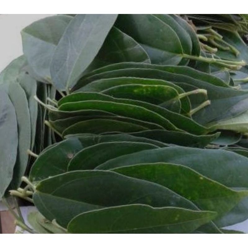 

daun cincau rambat segar untuk es (300 lembar)