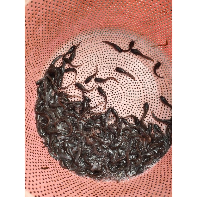 [45] Termurah bibit ikan lele / ikan lele / bibit ikan / bibit lele Sangkuriang size 45