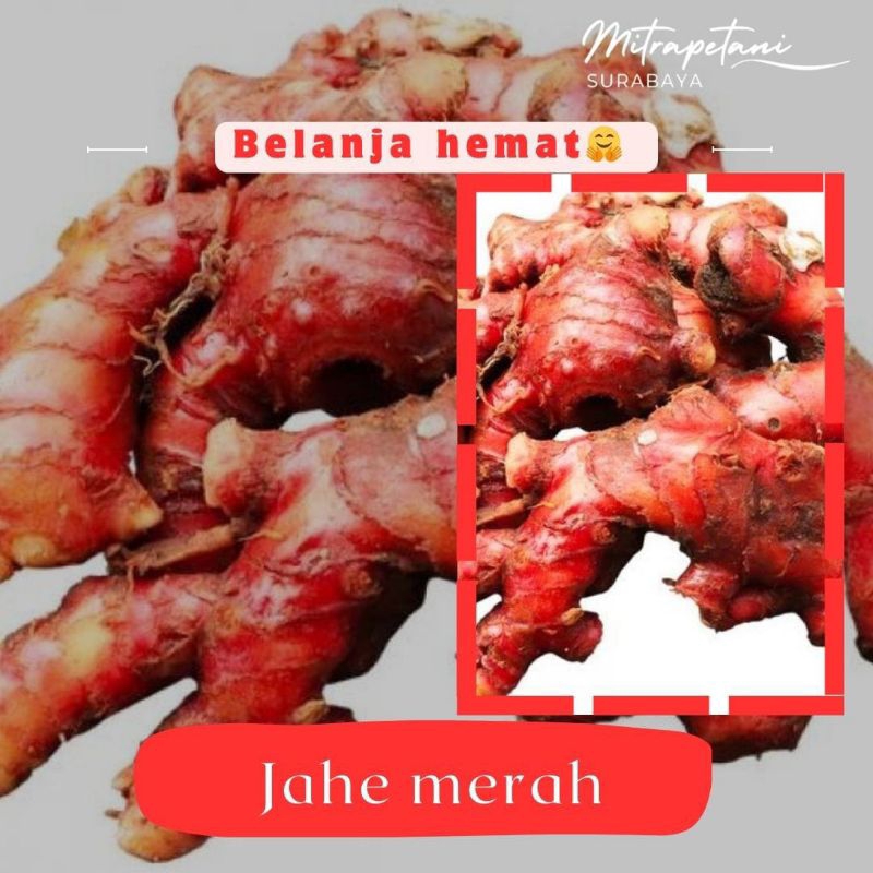 

Jahe merah 500 gram, jahe merah, jahe merah rempah2
