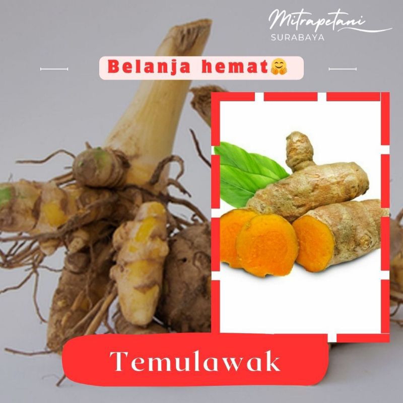 

Temulawak segar 500 gram, temulawak rempah,temulawak