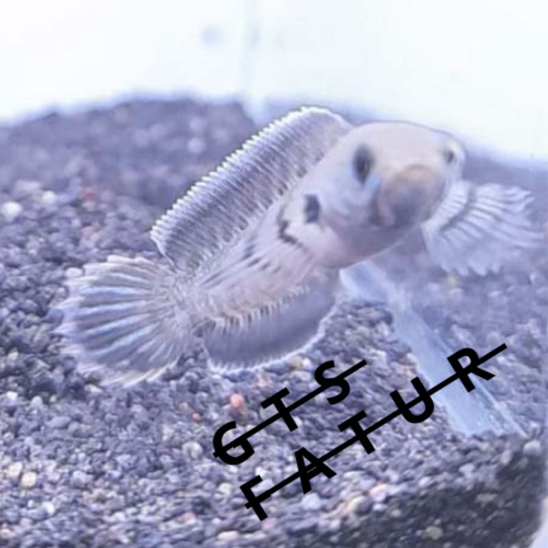 STIKER CHANA ASIATICA RSP KALIMAYA