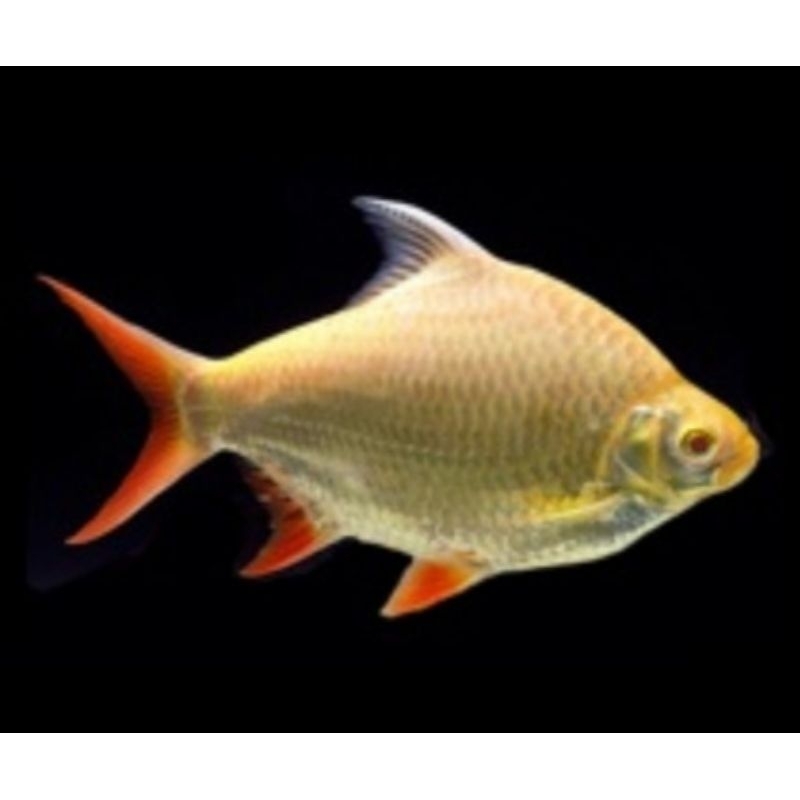 Free Packing, Kaviat Albino Mata Merah