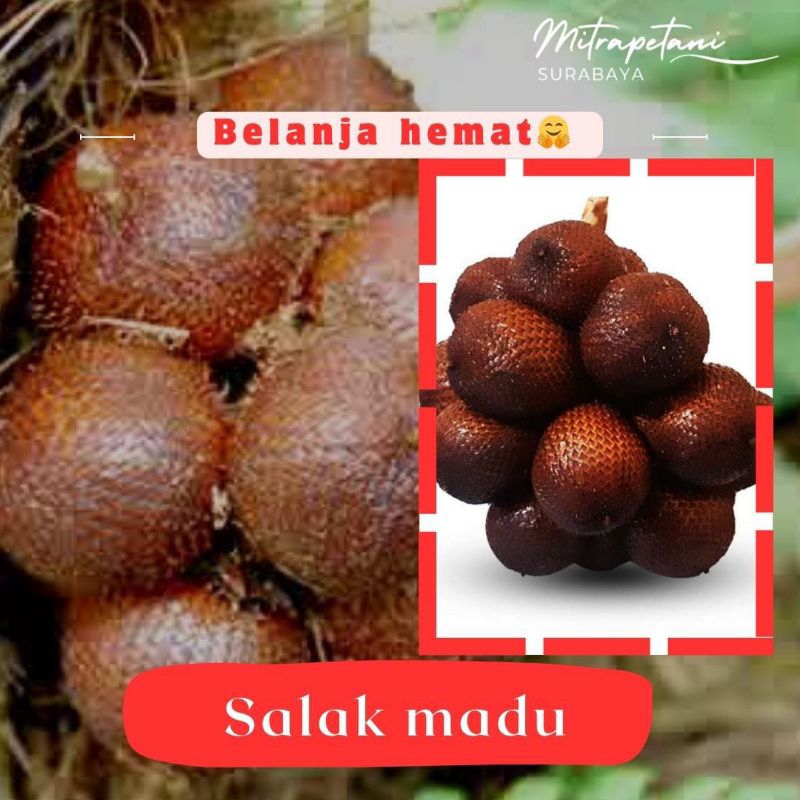 

salak madu, salak madu manis,salak madu segar