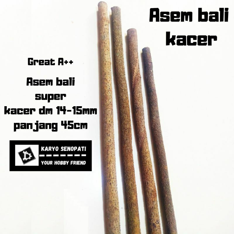 asem bali super kacer Great A++ tangkringan asem bali super burung kacer