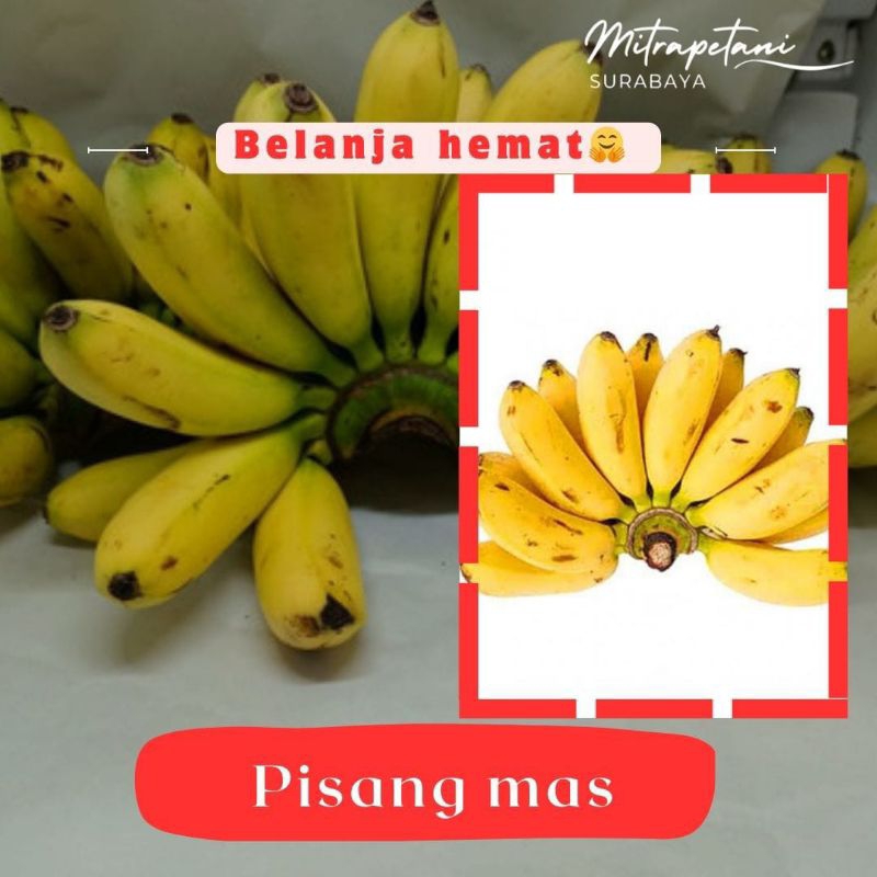 

pisang mas, pisang mas 1 sisir, pusang mas 1 cengkeh