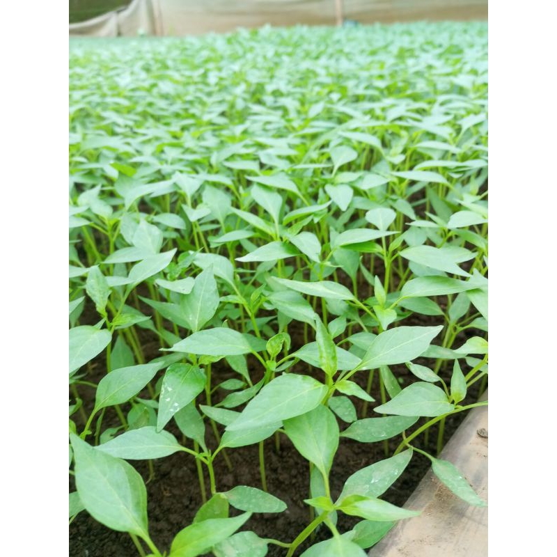 Bibit cabe merah besar