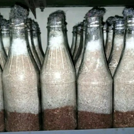 

BIBIT F2 JAMUR TIRAM COKLAT/BARAT