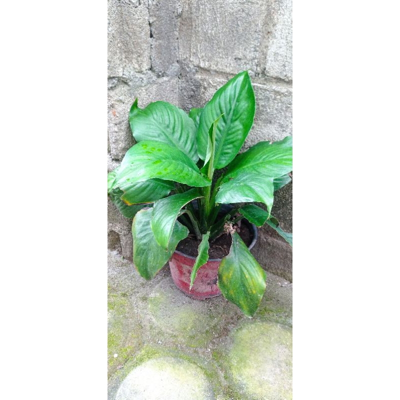 Tanaman hias manaloa bangkok sepatu pilum