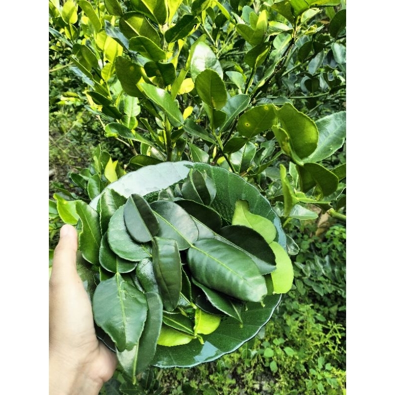 

DAUN JERUK PURUT FRESH langsung petik dari kebun