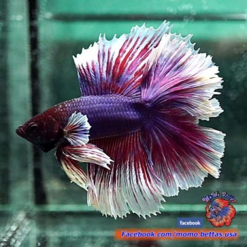 HM Cupang Halfmoon lavender size L male jantan