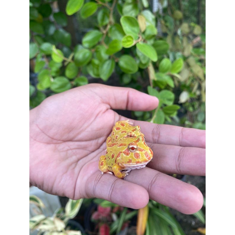 Mainan Kodok/Katak Pacman Frog Albino