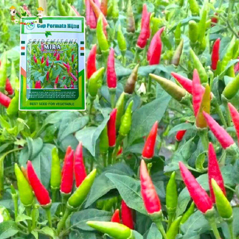 Bibit Benih Cabe Rawit Caplak Tahan Virus MIRA ISI 10 GRAM CAP PERMATA HIJAU Setara Bara F1 Panah Me