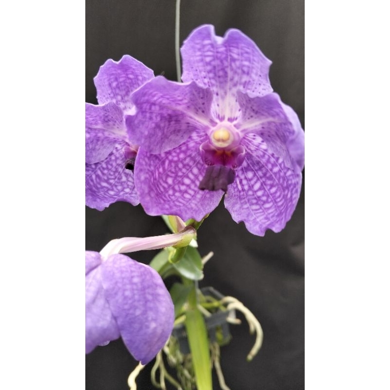 Vanda dewasa id wichai x Santi blue