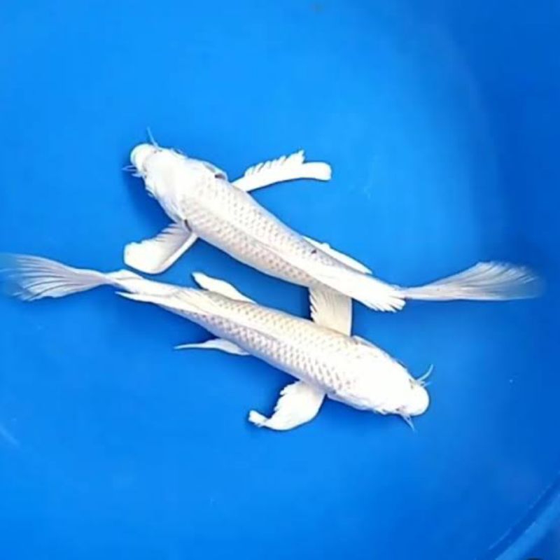

stiker koi plat UK 15-17cm slayer