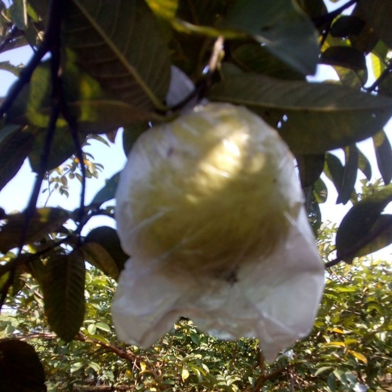 

jambu merah segar asli Bogor Jawa barat,