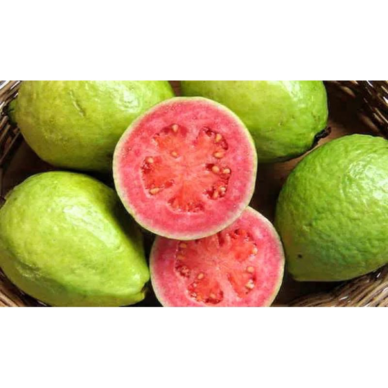 

Jambu Biji Merah Buah Segar dan Alami Limited Edition