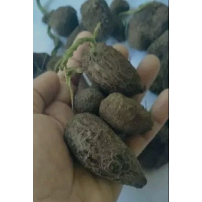 5 BIBIT UMBI UWI PUTIH SIAP TANAM