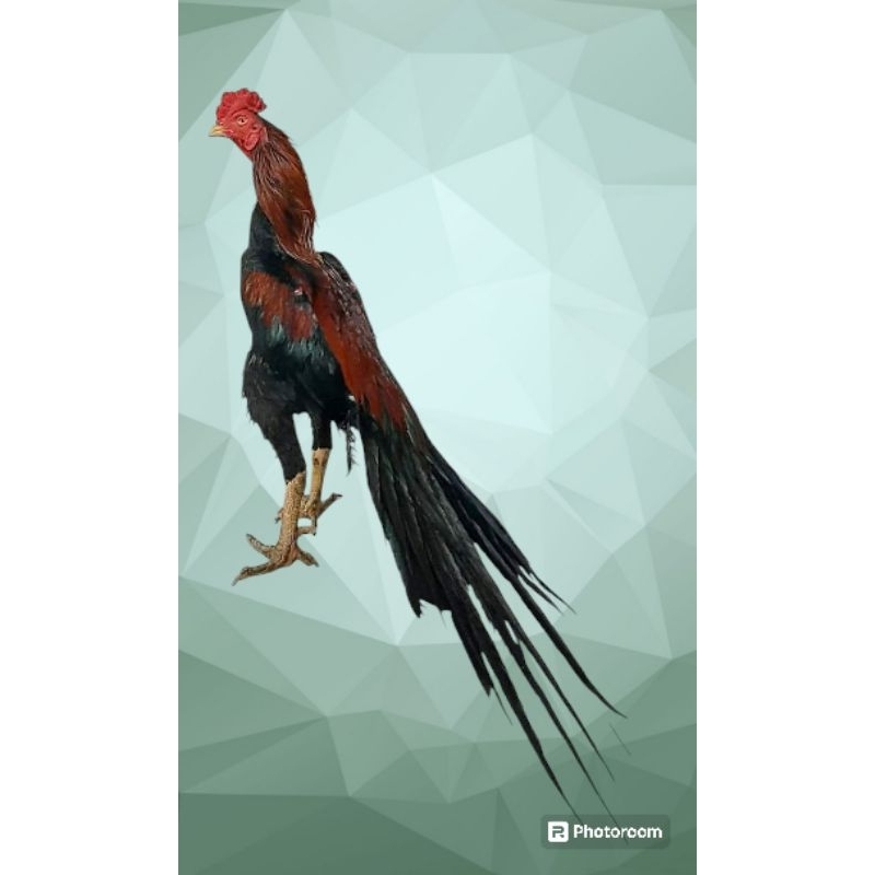Ayam Ekor lidi Hias line Bahar
