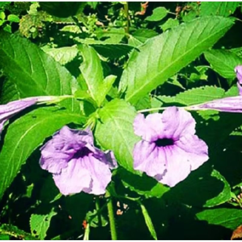 

HERBAL 200 GRAM DAUN KENCANA UNGU ATAU PLETEKAN