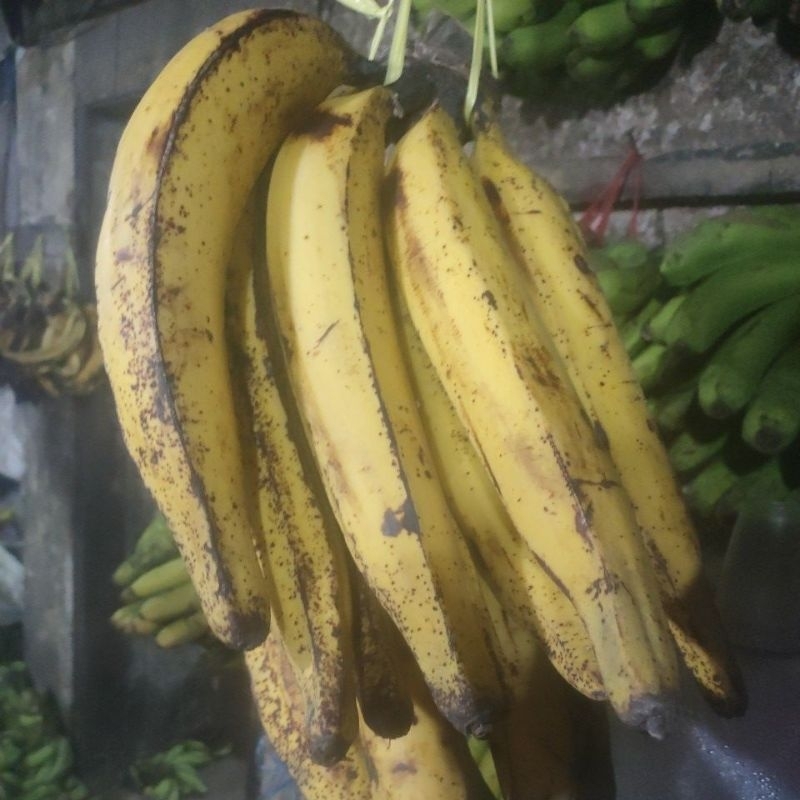 

Pisang Tanduk