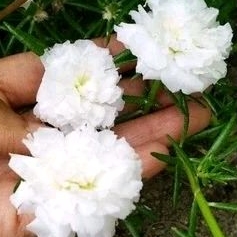 3 Stek Krokot Tumpuk Putih stek/ Bunga Pukul Sembilan stek