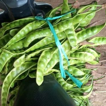 

petai pete per 1 papan / kriss / lonjor