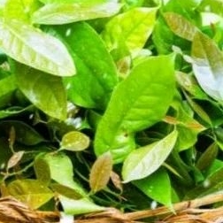 

daun melinjo 100g