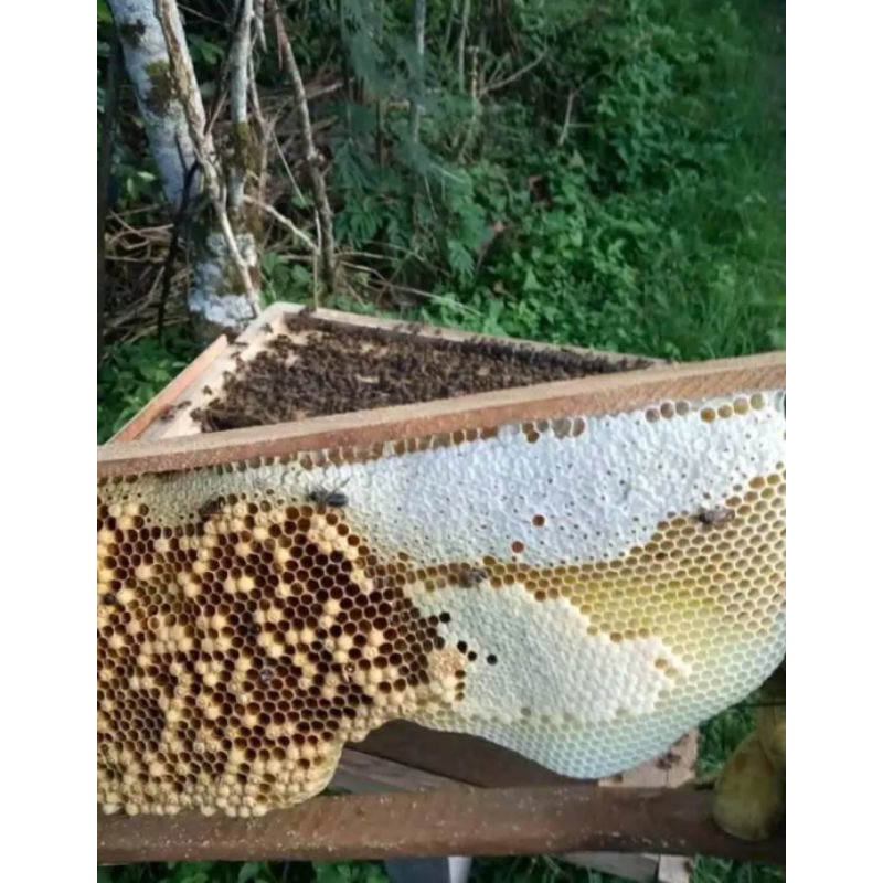 

Madu Sarang koloni lebah Apis organik melifera