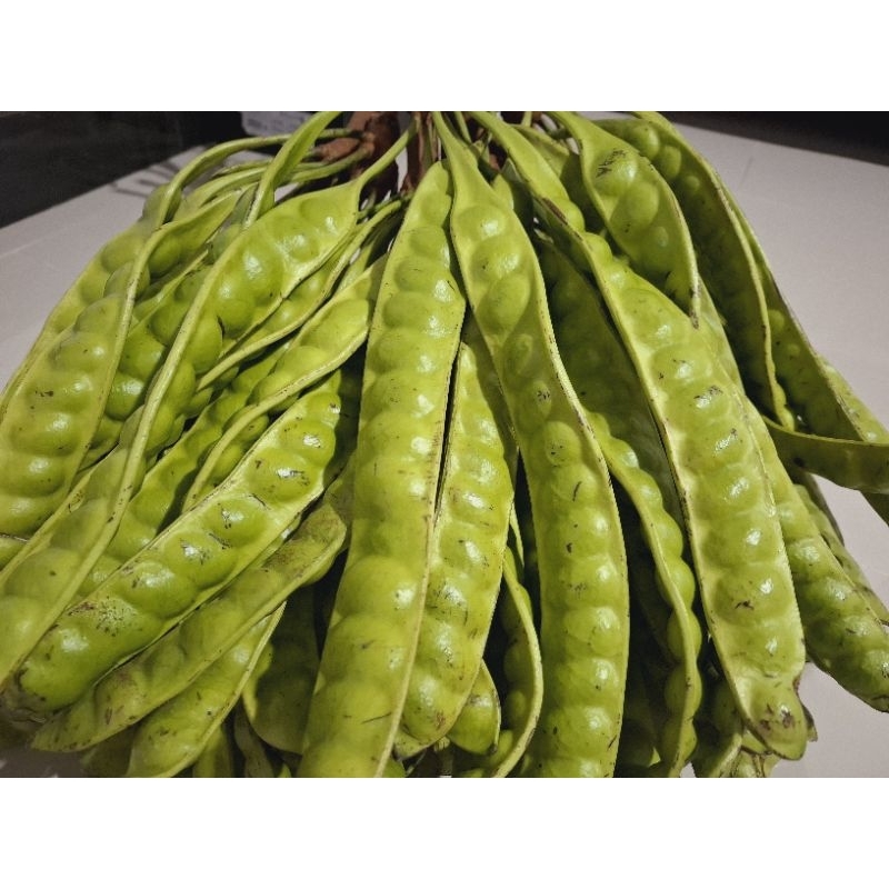 

petai tua super 10 papan harga murah