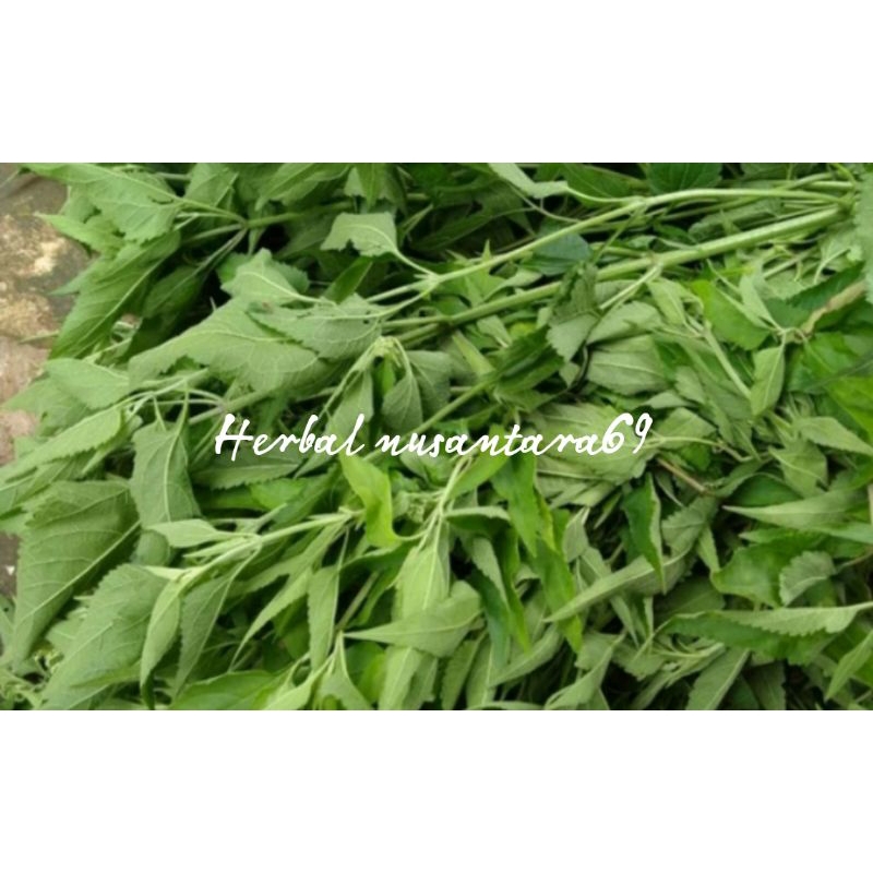 

Daun kirinyuh/daun meringgo segar 1kg murah