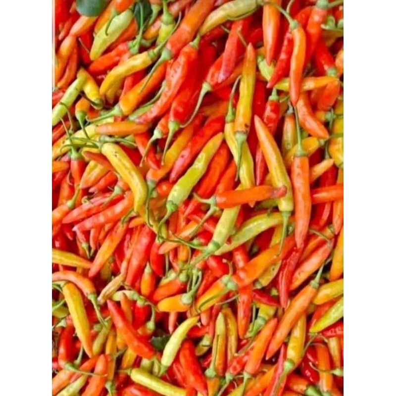 

Cabe Caplak cabe Setan 100 gram