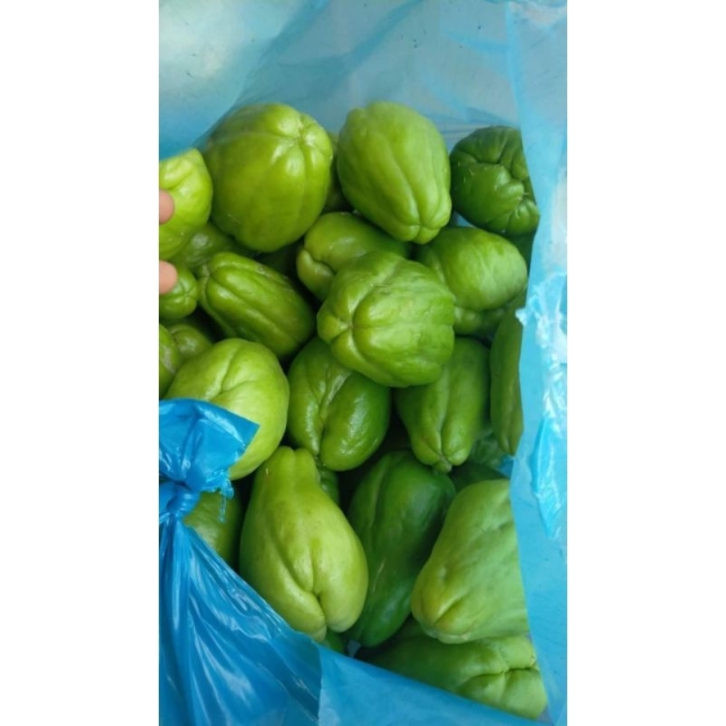 

#Labu Siam/ #Jipang kecil #baby Jipang 500 gr