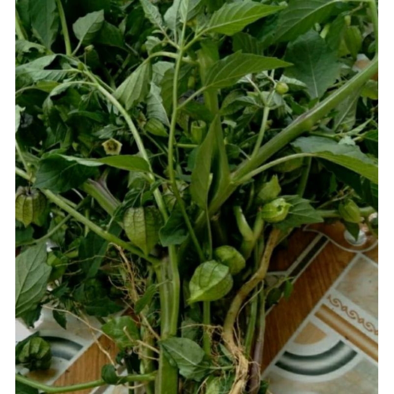 

500GRAM TANAMAN CIPLUKAN SEGAR HERBAL ORGANIK