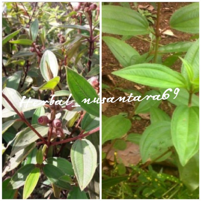 

500gr daun senggani segar fres murah