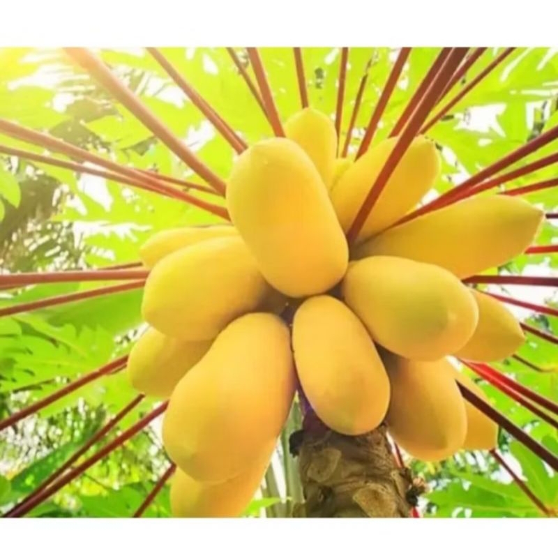 BIJI BENIH PEPAYA GOLDEN PEPAYA GADING EMAS - ISI 5 BUTIR