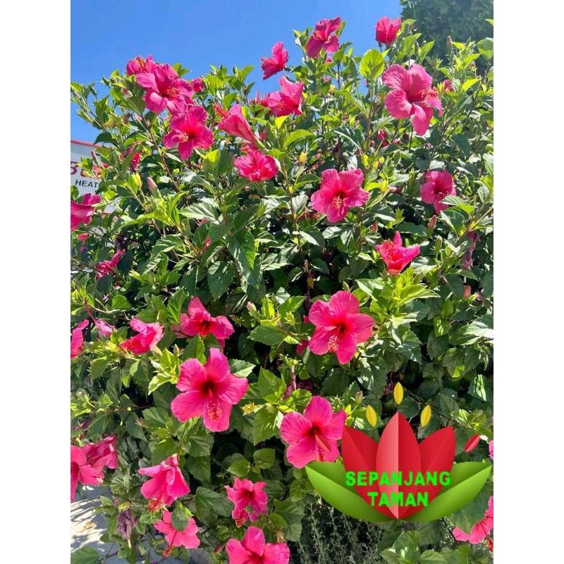 Tanaman Hias Kembang Sepatu Hibiscus Pink / Pohon Kembang Sepatu Hibiscus Pink