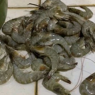 

udang besar 500g