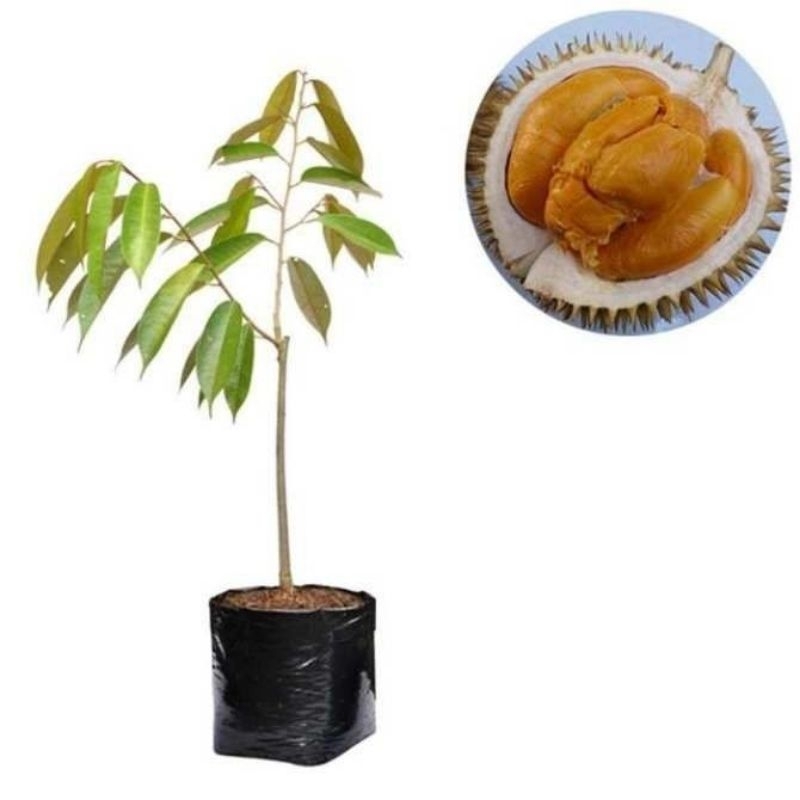 Bibit Durian Duri Hitam/Ochee